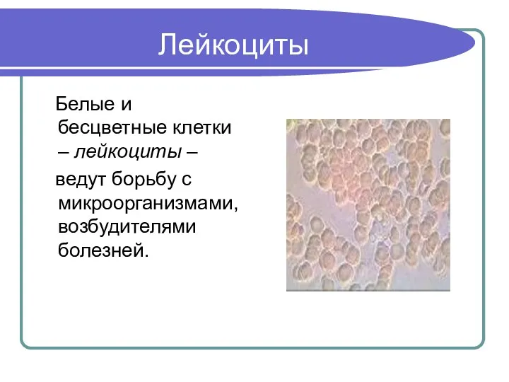 Лейкоциты Белые и бесцветные клетки – лейкоциты – ведут борьбу с микроорганизмами, возбудителями болезней.