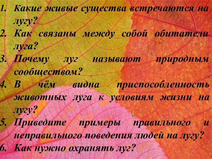 Какие живые существа встречаются на лугу? Как связаны между собой