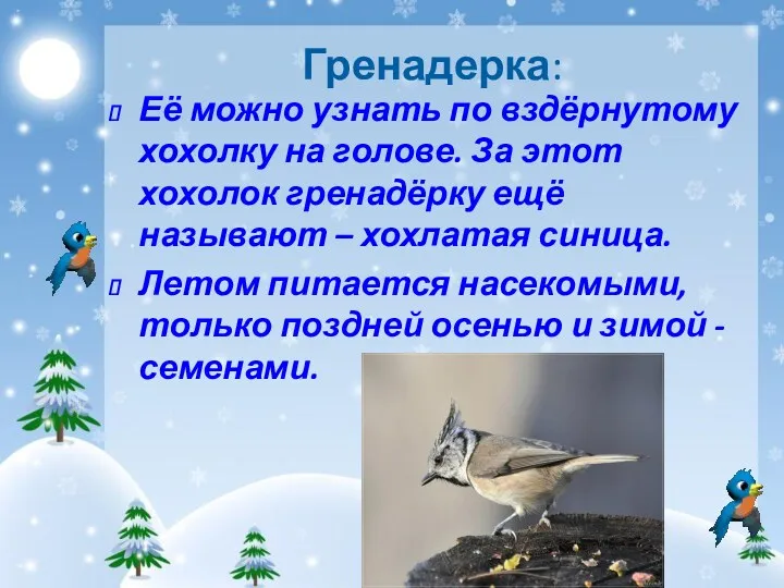 Гренадерка: Её можно узнать по вздёрнутому хохолку на голове. За