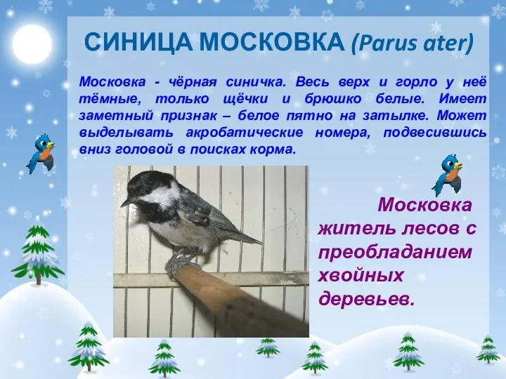 СИНИЦА МОСКОВКА (Parus ater) Московка житель лесов с преобладанием хвойных