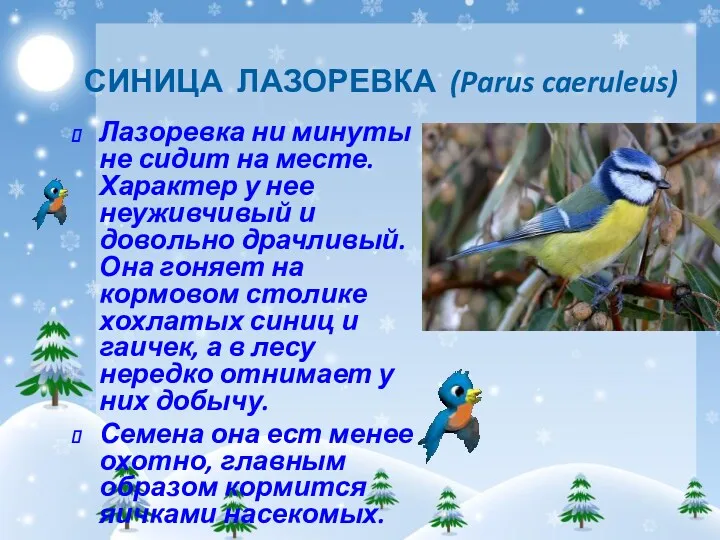 СИНИЦА ЛАЗОРЕВКА (Parus caeruleus) Лазоревка ни минуты не сидит на