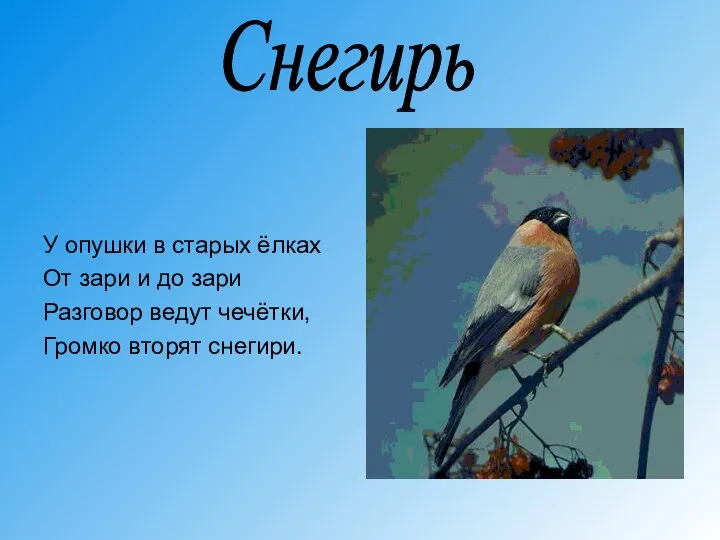 У опушки в старых ёлках От зари и до зари Разговор ведут чечётки,