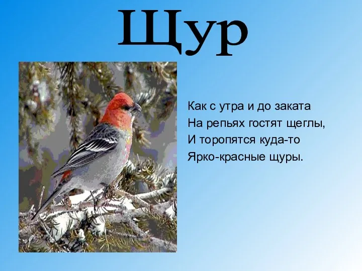 Как с утра и до заката На репьях гостят щеглы, И торопятся куда-то Ярко-красные щуры. Щур