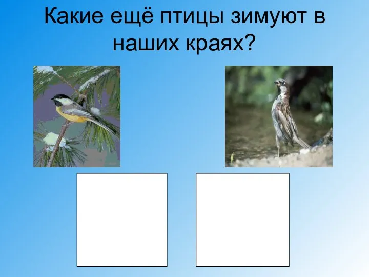 Какие ещё птицы зимуют в наших краях?