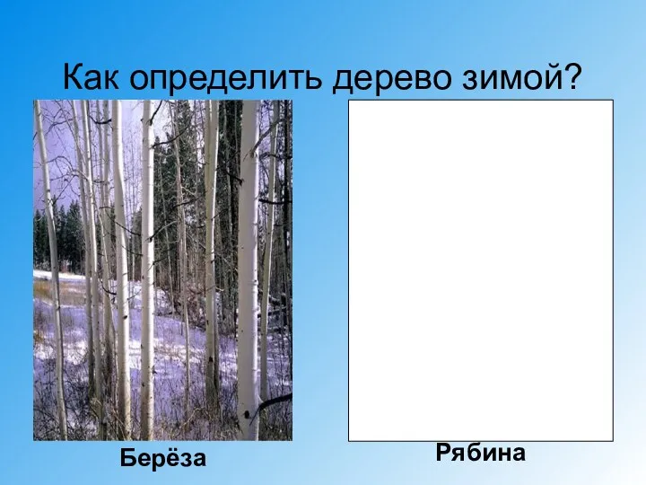 Как определить дерево зимой? Берёза Рябина