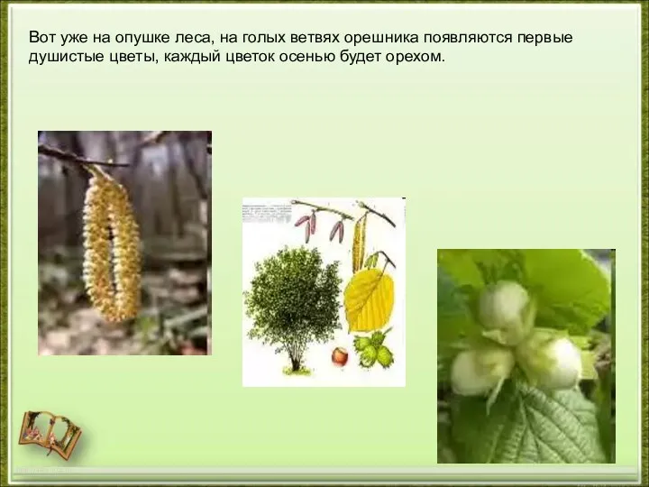 http://aida.ucoz.ru Вот уже на опушке леса, на голых ветвях орешника появляются первые душистые