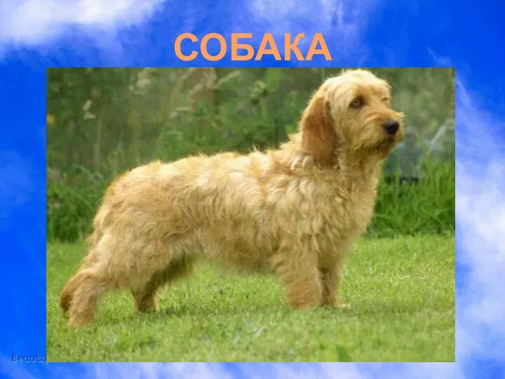 СОБАКА