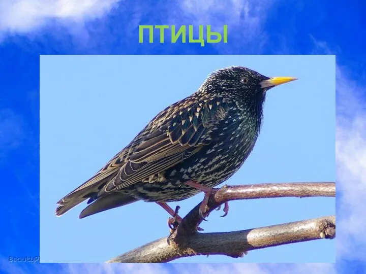 ПТИЦЫ