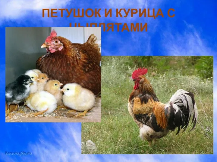 ПЕТУШОК И КУРИЦА С ЦЫПЛЯТАМИ