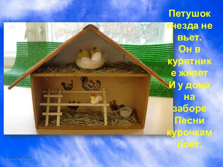 Петушок гнезда не вьет. Он в курятнике живет И у дома на заборе Песни курочкам поет.