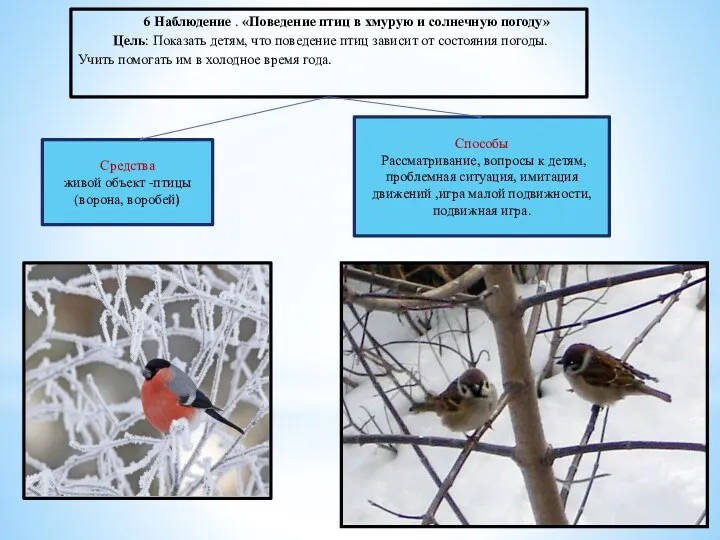 6 Наблюдение . «Поведение птиц в хмурую и солнечную погоду»