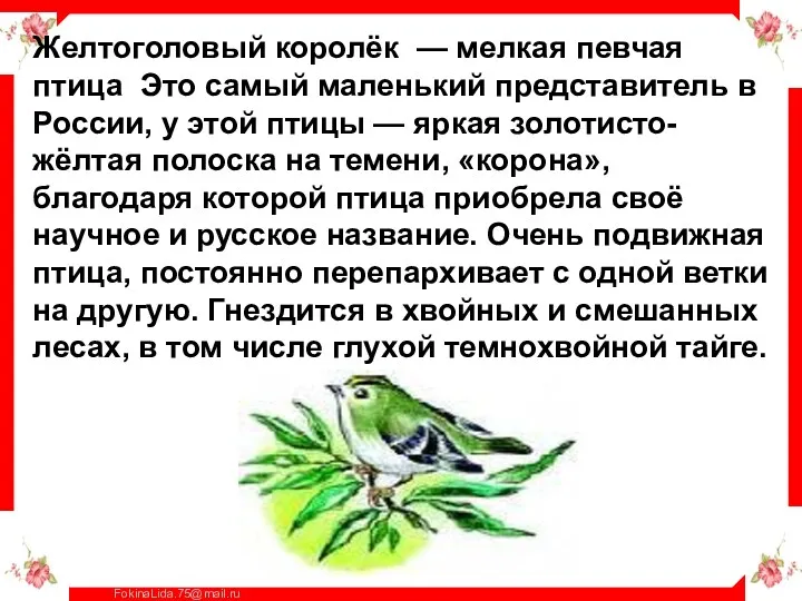 Желтоголовый королёк — мелкая певчая птица Это самый маленький представитель в России, у