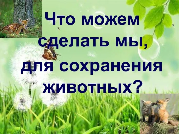 Что можем сделать мы, для сохранения животных?