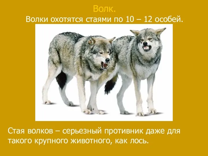 Волк. Волки охотятся стаями по 10 – 12 особей. Стая волков – серьезный
