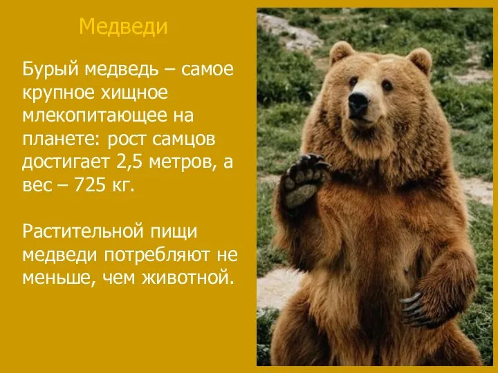 Бурый медведь – самое крупное хищное млекопитающее на планете: рост самцов достигает 2,5