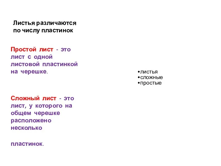 Листья различаются по числу пластинок Простой лист - это лист