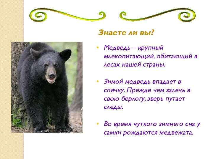 Знаете ли вы? Медведь – крупный млекопитающий, обитающий в лесах