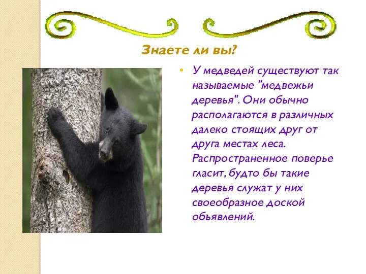 Знаете ли вы? У медведей существуют так называемые "медвежьи деревья".