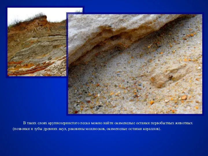 В таких слоях крупнозернистого песка можно найти окаменелые останки первобытных животных (позвонки и