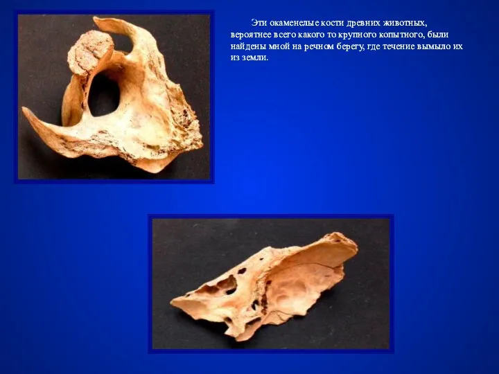 Эти окаменелые кости древних животных, вероятнее всего какого то крупного копытного, были найдены