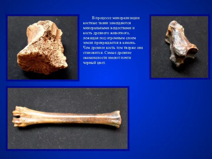 В процессе минерализации костные ткани замещаются минеральными веществами и кость древнего животного, лежащая
