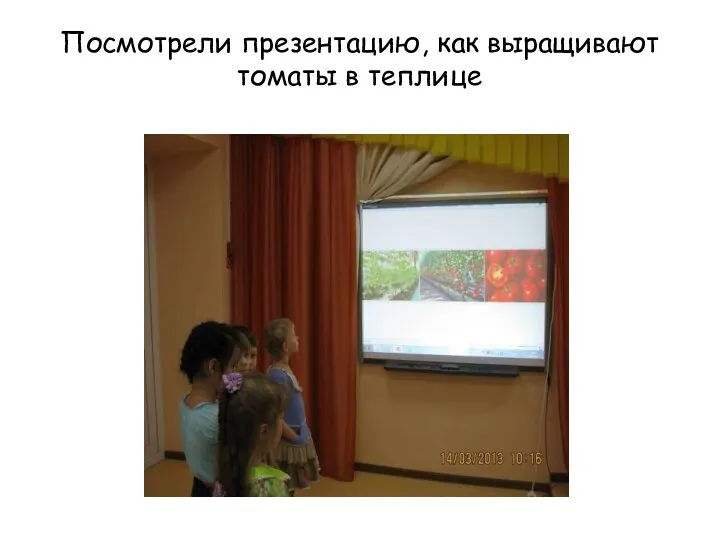 Посмотрели презентацию, как выращивают томаты в теплице
