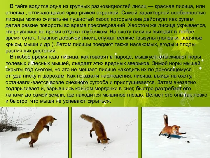 В тайге водится одна из крупных разновидностей лисиц — красная