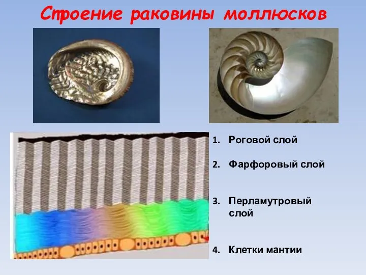 Строение раковины моллюсков Роговой слой Фарфоровый слой Перламутровый слой Клетки мантии