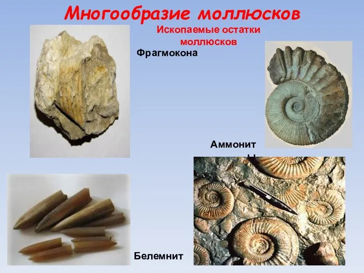 Многообразие моллюсков Ископаемые остатки моллюсков Аммониты Белемнит Фрагмокона