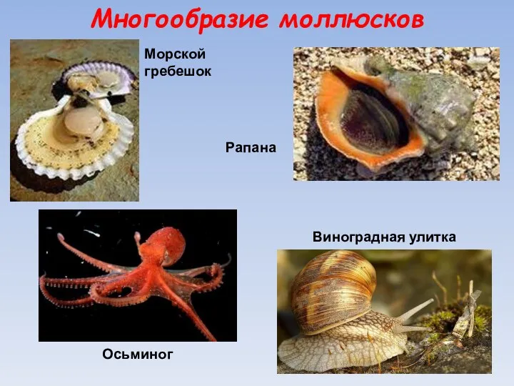 Многообразие моллюсков Морской гребешок Осьминог Виноградная улитка Рапана