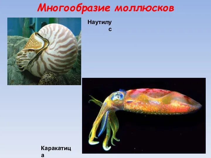 Многообразие моллюсков Каракатица Наутилус