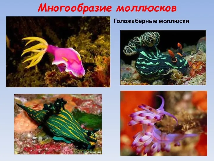 Многообразие моллюсков Голожаберные моллюски