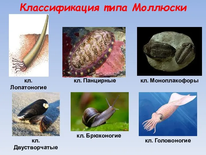 Классификация типа Моллюски кл. Лопатоногие кл. Брюхоногие кл. Двустворчатые кл. Панцирные кл. Головоногие кл. Моноплакофоры