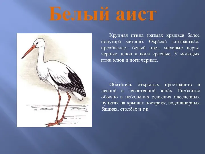 Белый аист Крупная птица (размах крыльев более полутора метров). Окраска