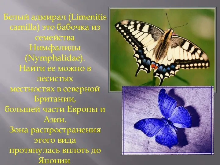 Белый адмирал (Limenitis camilla) это бабочка из семейства Нимфалиды (Nymphalidae).