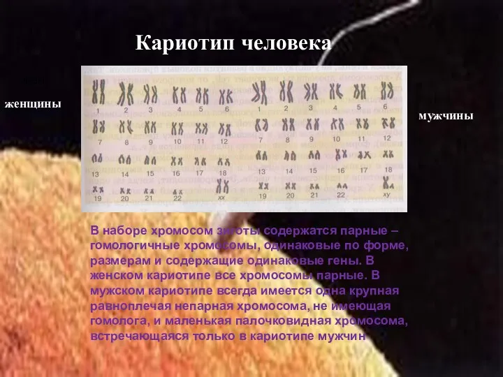 Кариотип человека жен женщины мужчины В наборе хромосом зиготы содержатся