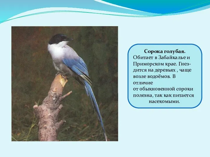 Сорока голубая. Обитает в Забайкалье и Приморском крае. Гнез- дится