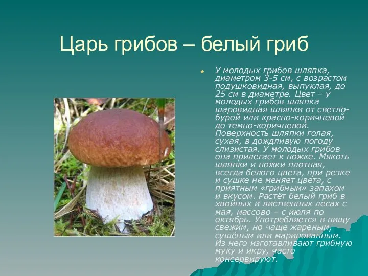 Царь грибов – белый гриб У молодых грибов шляпка, диаметром