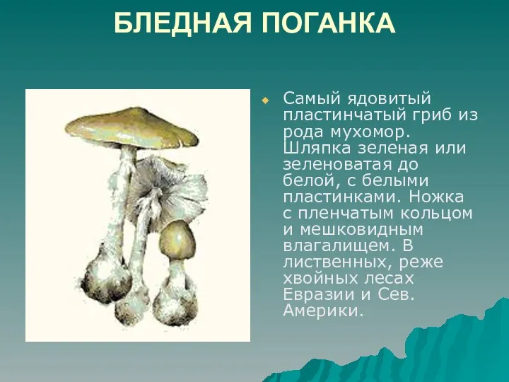 БЛЕДНАЯ ПОГАНКА Самый ядовитый пластинчатый гриб из рода мухомор. Шляпка