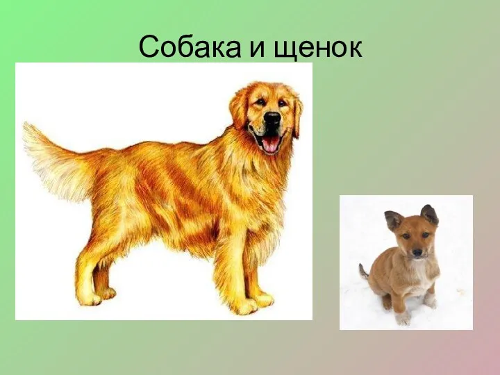 Собака и щенок