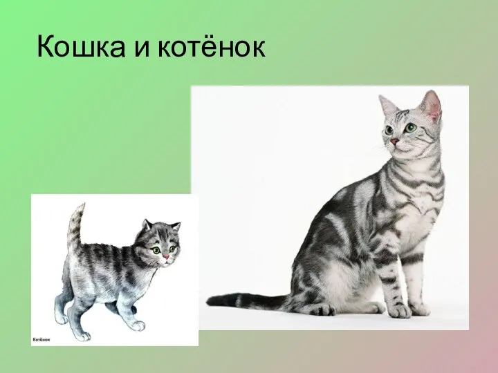 Кошка и котёнок