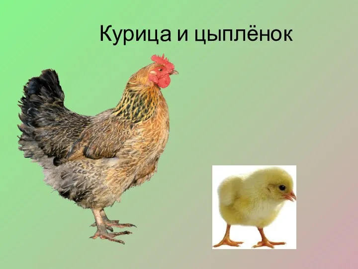 Курица и цыплёнок