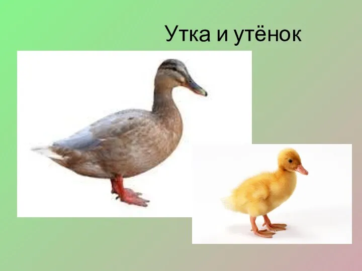 Утка и утёнок