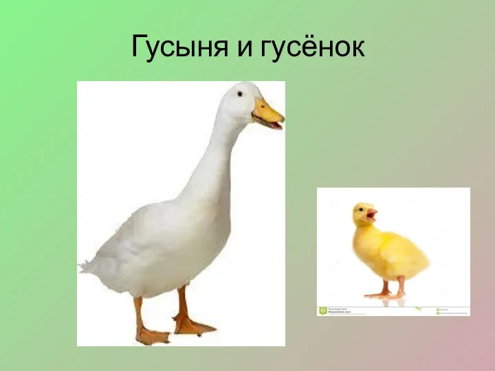 Гусыня и гусёнок