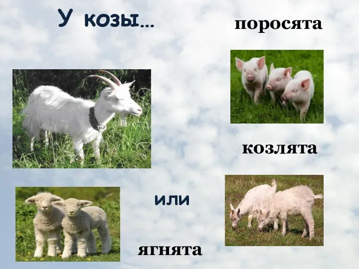 У козы… поросята козлята ягнята или