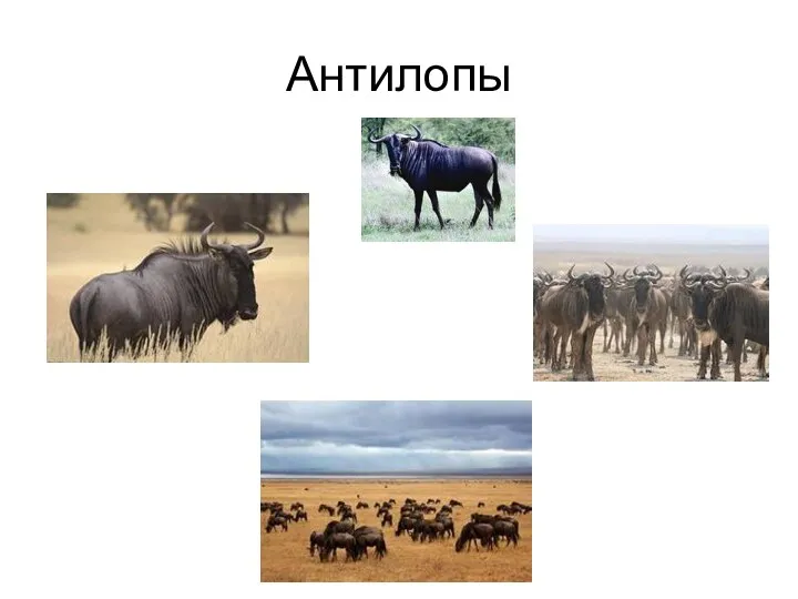 Антилопы