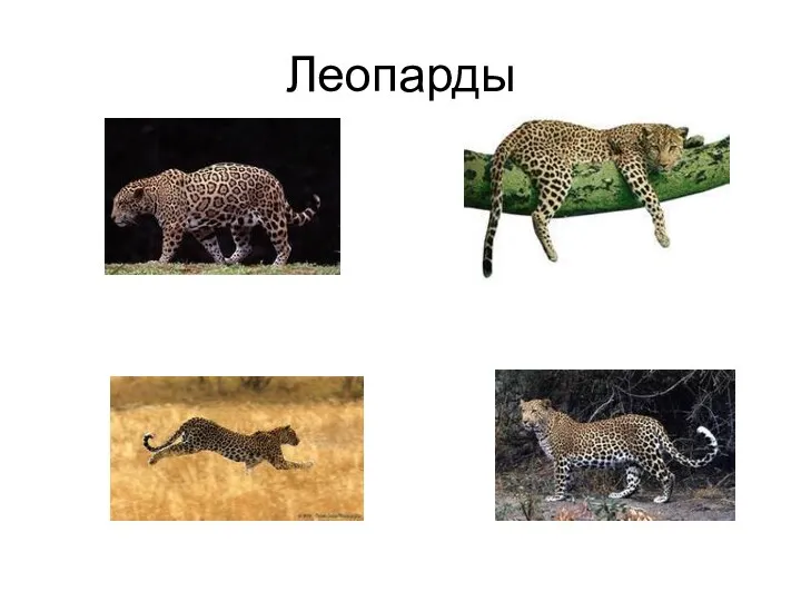 Леопарды