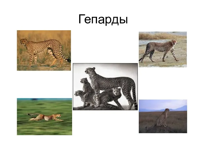 Гепарды