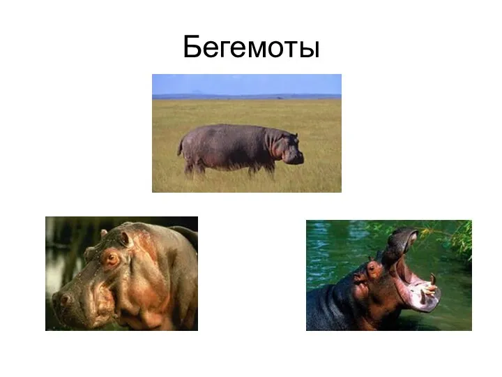 Бегемоты