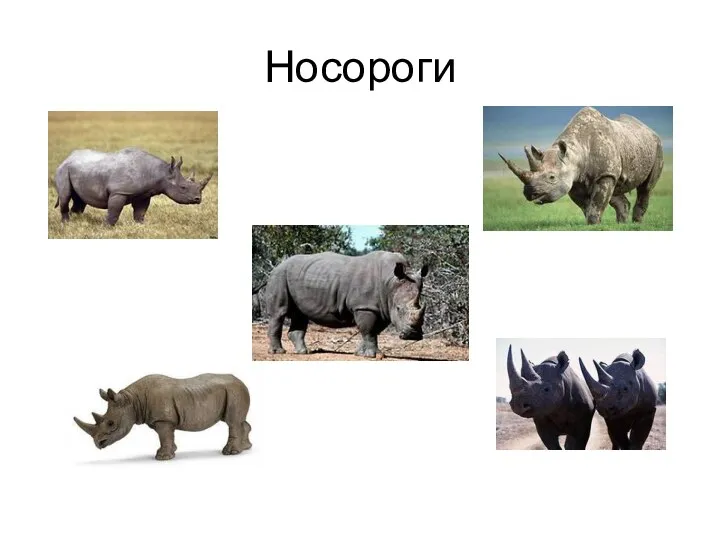 Носороги